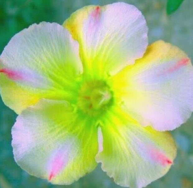 ชวนชม (Adenium Obesum) สีชมพู-มะนาว / 3 เม็ด (UK)