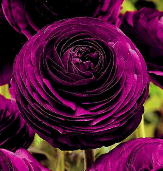 รานังคูลัส หรือบัทเตอร์คัพ (Ranunculus / Buttercup) สีม่วงเข้ม / 100 เม็ด