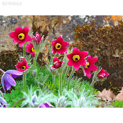 พาสคิว ฟลาวเวอร์แดง (Pasque flower Red) / 35 เม็ด (นอก)