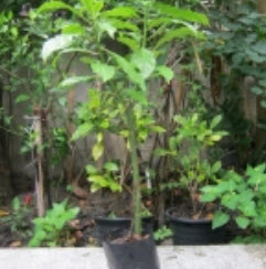 ต้นกุหลาบพุกาม กระถาง 6 นิ้ว สูง 15-25 ซ.ม.