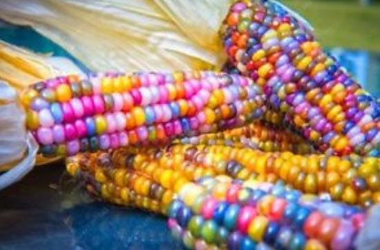 ข้าวโพดแฟนซี / 20 เม็ด