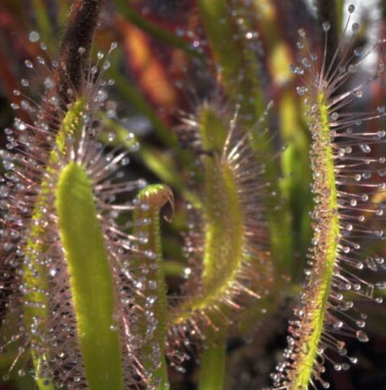 หยาดน้ำค้าง (Drosera Capensis) / 100 เม็ด (Germany)