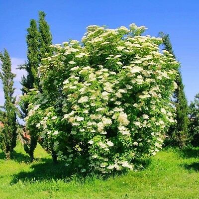 อัลเดอร์เบอรี่ (Elderberry) / 20 เม็ด (นอก)