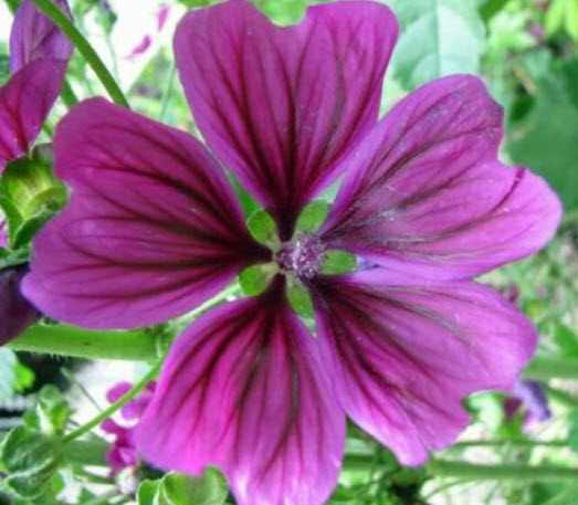 มาลโลว์ มอริเทียน่า (Malva sylvestris Mauritiana) สีม่วง / 150 เม็ด (UK)
