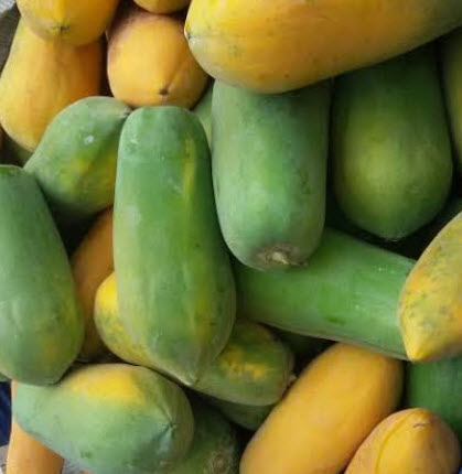 มะละกอฮอลแลนด์ ต้นเตี้ย / 50 เม็ด