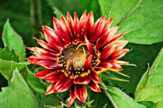 ทานตะวัน เรด ซัน (Red Sun Sunflower) สีแดงสด / 50 เม็ด (UK)