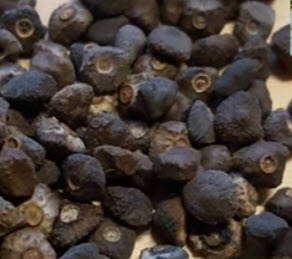 กล้วยรุ่งอรุณ หรือกล้วยดอกบัวอัสสัม (Musa Velutina) / 5 เม็ด (Spain)*