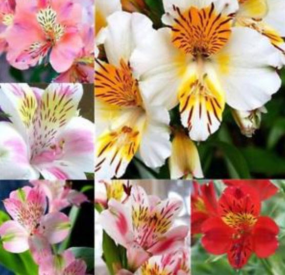 อัลสโตรมีเรีย (Alstroemeria) คละ / 50 เม็ด (นอก)