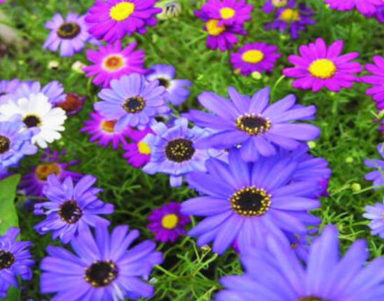 เดซี่ สวอน ริเวอร์ (Swan River Daisy) คละ / 8,000 เม็ด (UK)