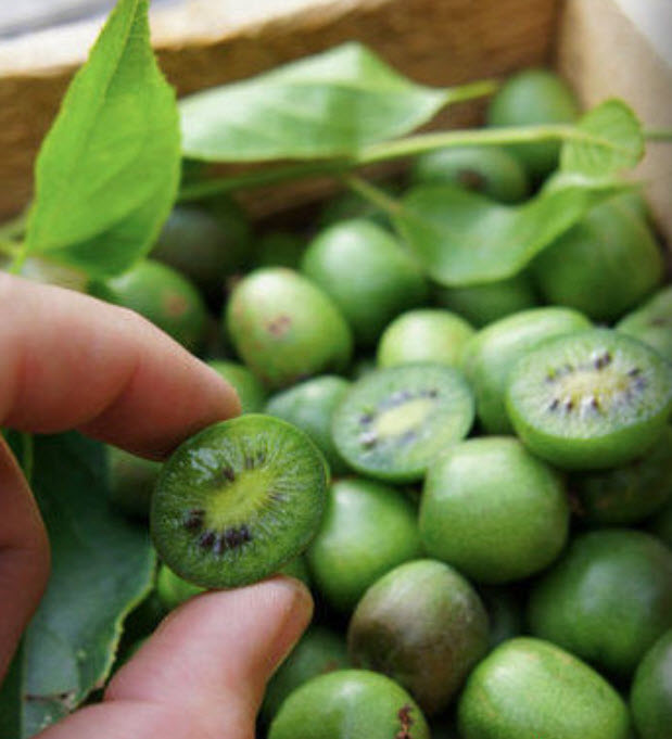กีวี่ มินิ (Kiwi mini) / 50 เม็ด (China)