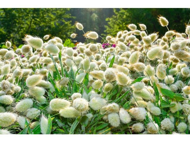 หญ้าหางกระต่าย (Hare Tail) สีขาว / 600 เม็ด (UK)*