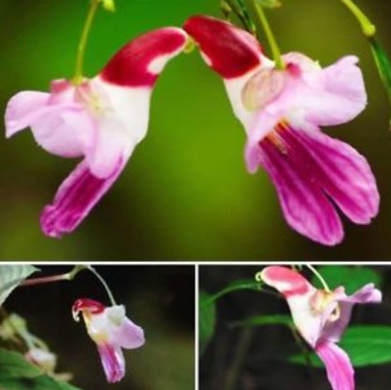 กล้วยไม้นกแก้ว (Parrot Orchid) / 20 เม็ด
