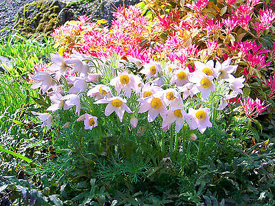 พาสคิว - อัลบา (Pasquale flower - Alba) สีขาว / 80 เม็ด (UK)