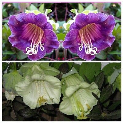 แคทเธอดรัล เบลล์ (Cathedral Bells) สีม่วง+ขาว / รวม 4 เม็ด (Ukraine)