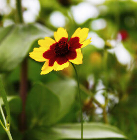 บานชื่นเลื้อย (Creeping Sanvitalia) สีเหลือง / ซอง 30 เม็ด (A226)