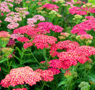 ยาร์โรว์ Milfoil Cerise Queen / 2,000 เม็ด (UK)*