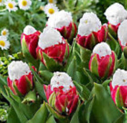 Cabbage Tulip แดง-ขาว / 200 เม็ด (นอก)