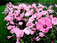 ชบาฝรั่ง (Rose Mallow) คละ / 150 เม็ด (UK)