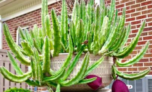 ระฆังดำ (Black Bells) / 5 เม็ด (Portugal)