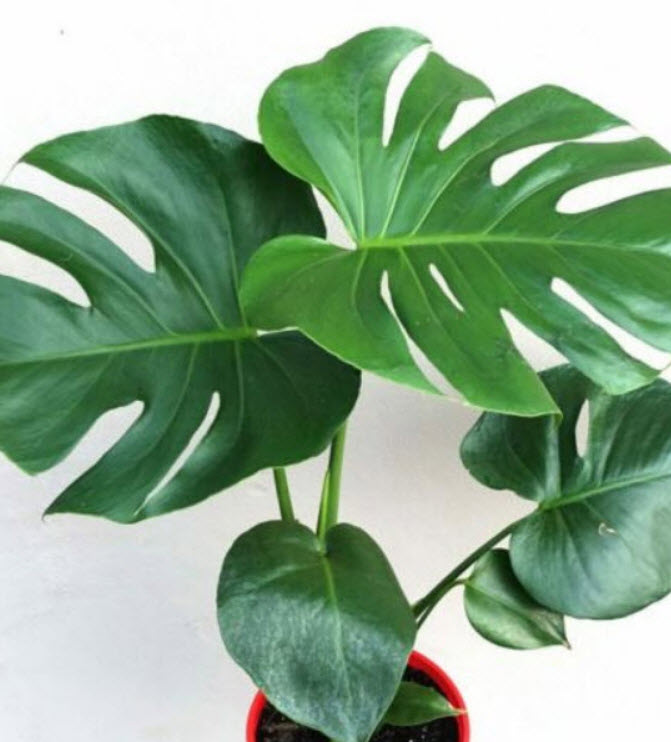 มอนสเตอร่า ไจแอนท์ (Monstera Giant) / 10 เม็ด (USA)*