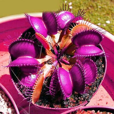 กาบหอยแครงยักษ์สีม่วง (Purple Giant Venus Flytrap) / 50 เม็ด