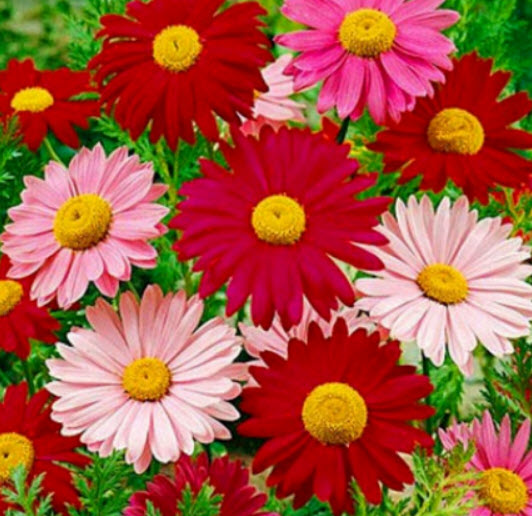 ไพรีทรัม โรบินสัน / เพ้นท์เดซี่ / ไพรีธัม (Painted Daisy / Pyrethrum Robinson) คละ / 140 เม็ด (UK)