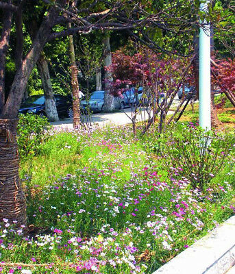 ดอกไม้ป่า (wildflowers) ต้นเตี้ย สูง 10-30 ซ.ม. / ซอง 200 เม็ด (K004)