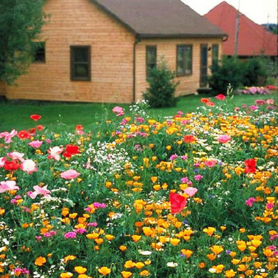 ดอกไม้ป่า (wildflowers) คละ / ซอง 200 เม็ด (K002)