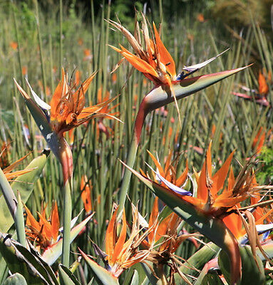 ปักษาสวรรค์ไร้ใบ (Strelitzia juncea) / 5 เม็ด (Australia)