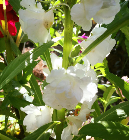 เทียนกุหลาบ เทียนซ้อน เทียนฝรั่ง ดอกซ้อน คละ / 40 เม็ด