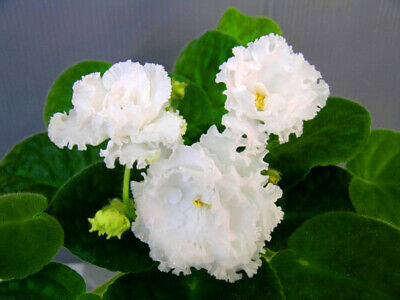 แอฟริกัน ไวโอเล็ต (African Violet) คละ / 50 เม็ด