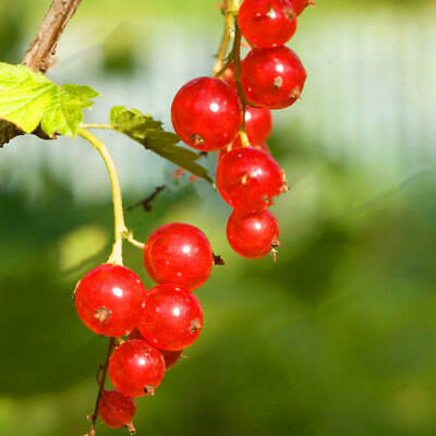 โทงเทงจีน / เคป กู๊สเบอรี่ คละสีแดง-ดำ / 50 เม็ด (China)