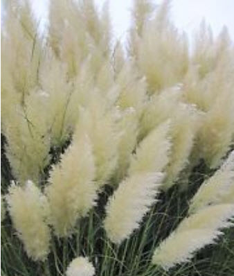 หญ้าภูเขา (Pampas grass) สีขาวเงิน / 1,000 เม็ด