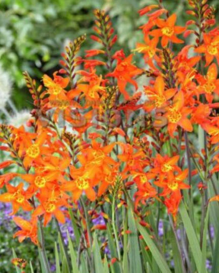 โครคอสเมียร์ (Crocosmia) สีส้ม / 25 เม็ด (Malta) *