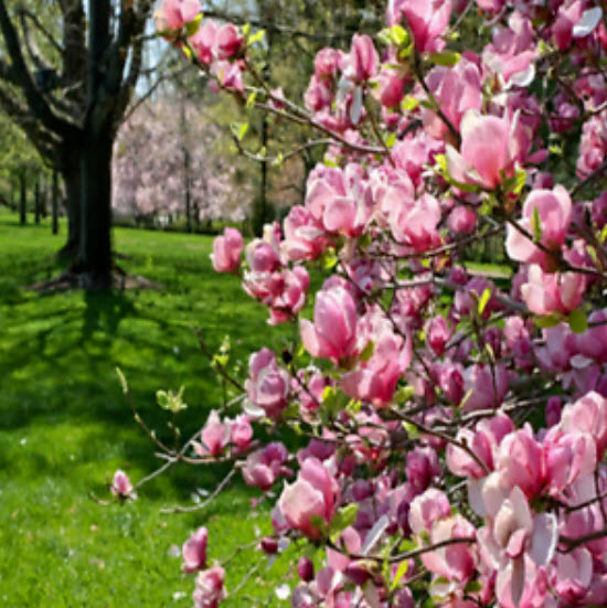 แม็กโนเลีย (Magnolia) สีชมพู / 5 เม็ด (Japan)
