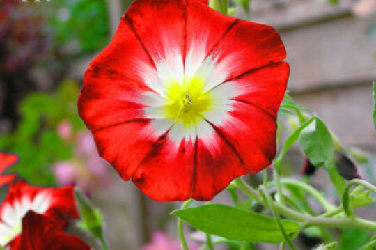 มอนิ่ง กลอรี่ แดง (Dwarf Morning Glory Red Ensign) / 10 เม็ด (UK)