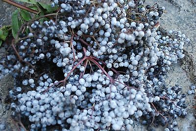 อัลเดอร์เบอรี่สีฟ้า (Blue Elderberry) / 25 เม็ด (USA)