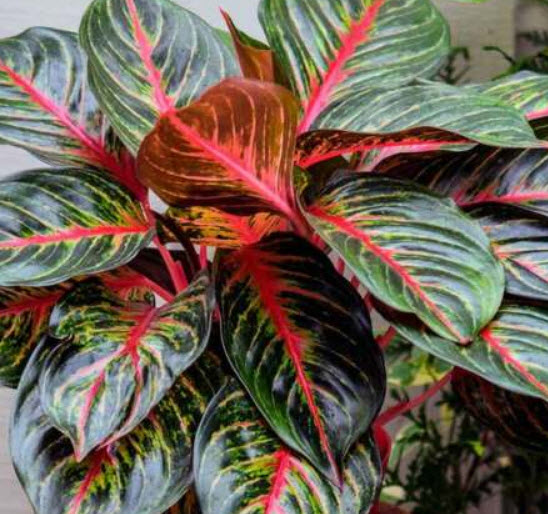 อโกลนีมา (Aglaonema) หรือเขียวหมื่นปี คละ / 50 เม็ด