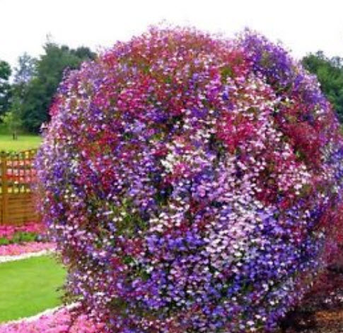 โลบีเลีย (Lobelia - Cascade Series) คละ / 7,000 เม็ด (UK)