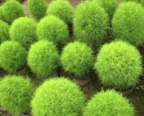 หญ้ากอเชีย (Burning Bush / Cypress Kochia) / ซอง 650 เม็ด (Latvia)