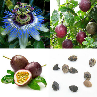 เสาวรส (Passion fruit) / 20 เม็ด (นอก)