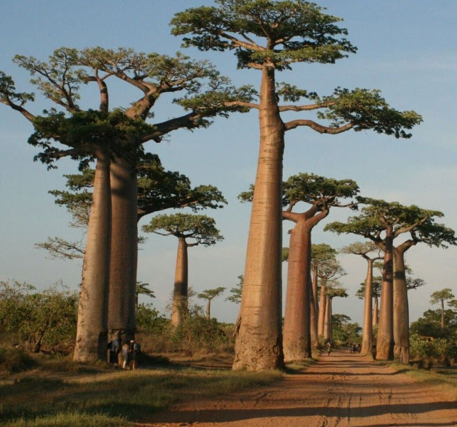 ต้นเบาบับแกรนด์ Baobab - Adansonia grandidieri ขนาด 40-50 ซ.ม.