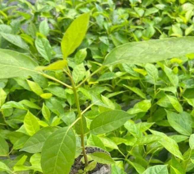 ต้น พันธุ์ทิพย์พวง หรือชมพู่พันธุ์ทิพย์ฮาวาย เพาะเมล็ด สูง 15-30 ซ.ม.