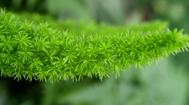 ปริกหางกระรอก (Foxtail fern) เขียว / 100 เม็ด (นอก)