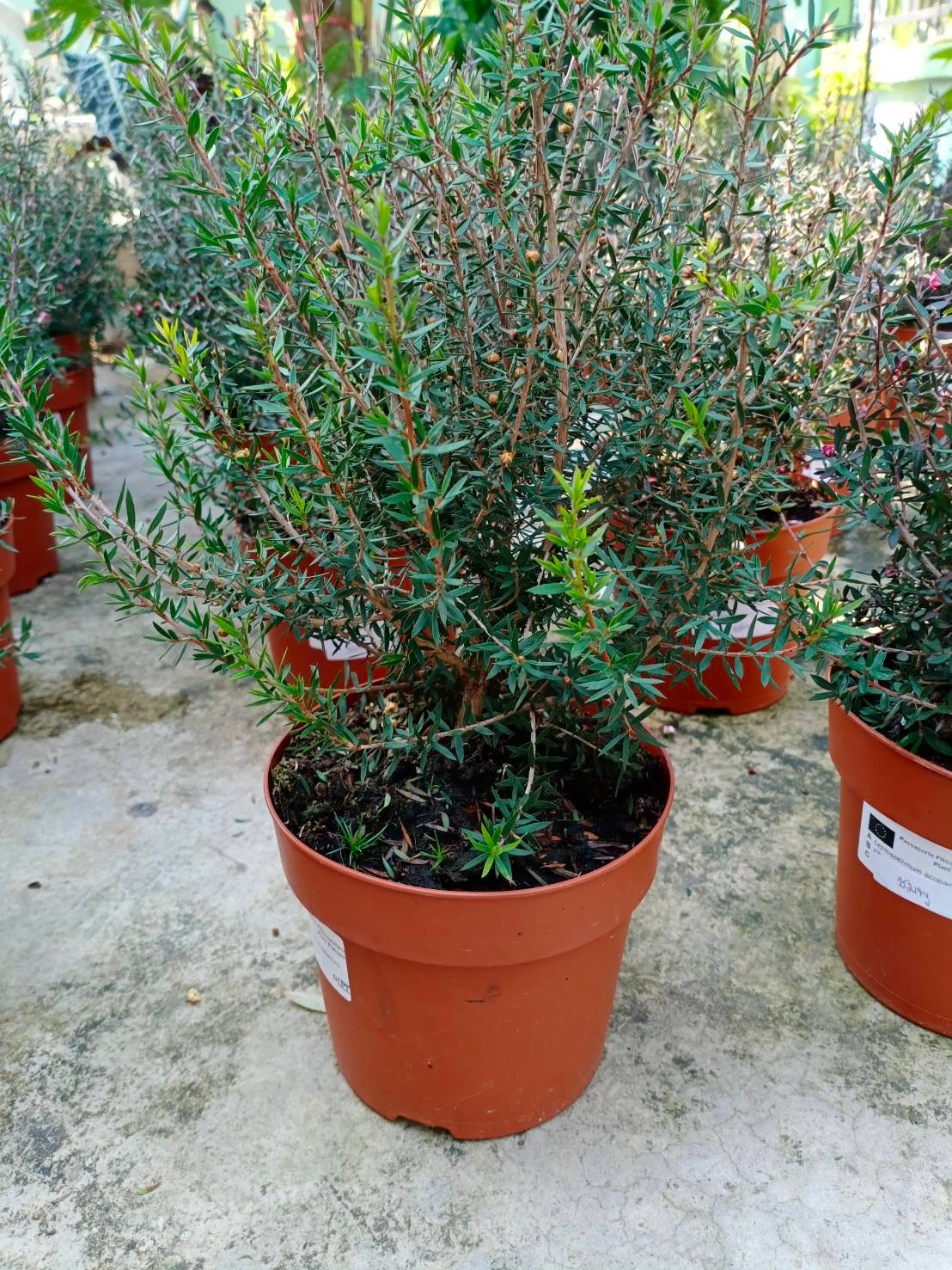 ต้นมานูก้า ดอกสีชมพู (Manuka) สูง 20-40 ซ.ม. / ต้น