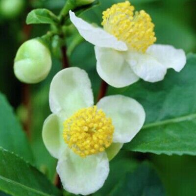 ชาเขียวจีน (Chinese Green tea) / 10 เม็ด (China)