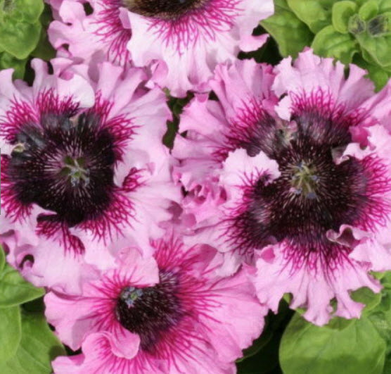 พิทูเนียดอกใหญ่ (Petunia Hybrida Superbissima) คละ / 1,500 เม็ด (Serbia)