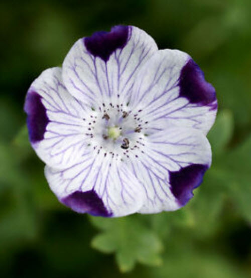 เนโมฟีลา - ไฟฟ์สป็อท (Nemophila - Fivespot) / 50 เม็ด (US)