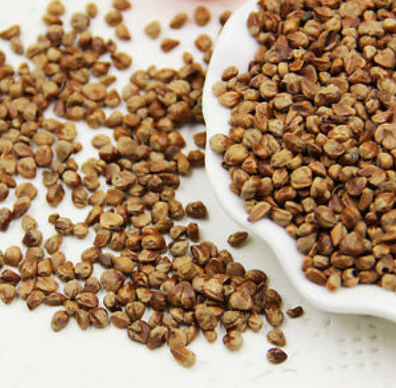 สนดำญี่ปุ่น (Japanese Black Pine) / 40 เม็ด