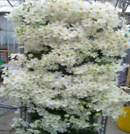 เคล็มแมททิส (Clematis) ขาว / 100 เม็ด